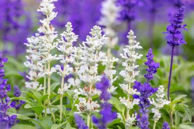 【ガーデニング】晩春から秋まで咲くおすすめの花［8選］いつも花のある庭に！（サムネイル画像9）