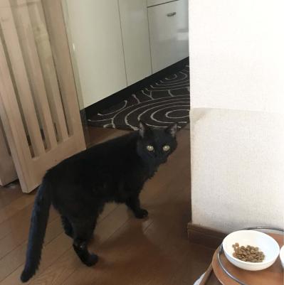 【老猫マンガ】鬱陶しそうな顔をする猫…18歳の元保護猫・桃姐［＃25］（サムネイル画像4）