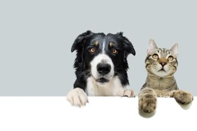 犬と猫、気配を絶つのが得意なのはどっち？ 静けさに秘められた本能の物語