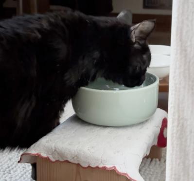 【マンガ・老猫日誌＃26】水をもっと飲ませる方法、桃姐の場合。19歳の元保護猫（サムネイル画像4）