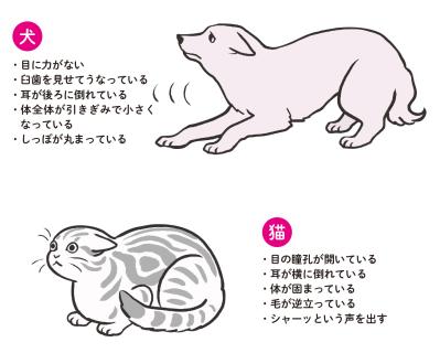 犬と猫、こわがりなのはどっち？ そっと寄り添うためのヒント集（サムネイル画像3）