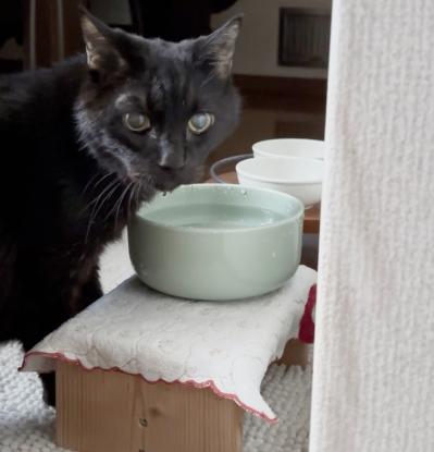 【マンガ・老猫日誌＃26】水をもっと飲ませる方法、桃姐の場合。19歳の元保護猫（サムネイル画像5）