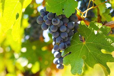 有島武郎の『一房の葡萄』あらすじ紹介。「僕」を優しく包み込む恩師の姿を描いた心温まる物語