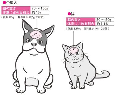 犬と猫、言葉をよく理解するのはどっち？ 研究で見えてきた意外な真実（サムネイル画像2）