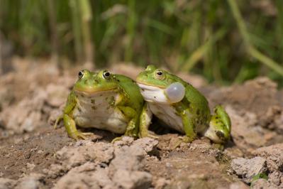 新美南吉の『二ひきの蛙』あらすじ紹介。緑と黄色の蛙が色の違いで争う。そこに秘められた教訓
