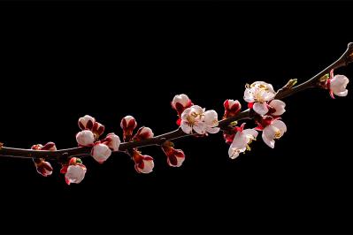 樋口一葉の『闇桜』あらすじ紹介。はかない春のような愛の行く末は？