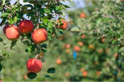 太宰治の『津軽』あらすじ紹介。不思議な郷愁と人々の温もりにふれる旅 