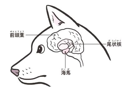 犬と猫、記憶力がいいのはどっち？残るのは楽しい思い出？それともイヤな記憶？（サムネイル画像2）