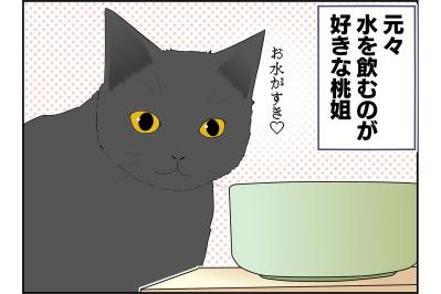 【老猫マンガ】水をもっと飲ませる方法、桃姐の場合。18歳の元保護猫［＃26］