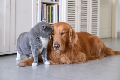 犬と猫、落ち込みやすいのはどっち？　動物学者に聞く「こころのサイン」