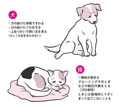 犬と猫、落ち込みやすいのはどっち？　動物学者に聞く「こころのサイン」（サムネイル画像3）