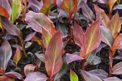 【ガーデニング】リーフプランツ3タイプで庭と寄せ植えをセンスよく！［リーフ9選］（サムネイル画像7）