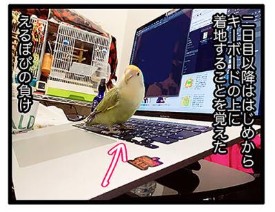 【鳥マンガ＃40】これでインコにパソコン作業を邪魔されないぞ！／壁掛けビタミン剤の悲劇（サムネイル画像5）