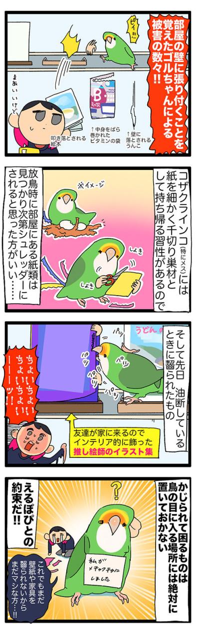 【鳥マンガ＃42】女帝インコが攻略できなかったのは？／インコのせいで自宅の壁が殺風景な理由（サムネイル画像5）