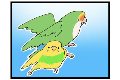【鳥マンガ＃45】心を鬼に…インコの噛み癖の直し方／女帝インコは常に戦闘態勢！