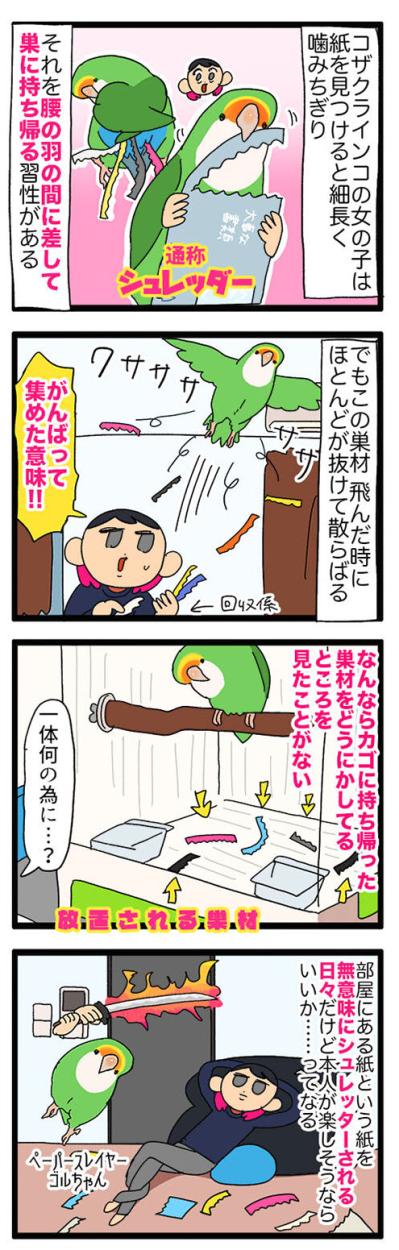 【鳥マンガ＃38】なんとも無駄なゴルちゃんの巣材集め／突如女帝インコに襲われる飼い主（サムネイル画像3）