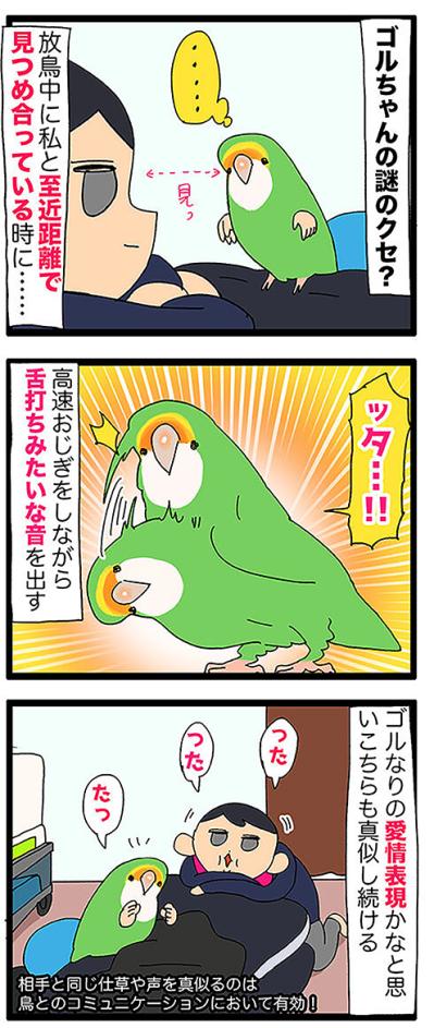 【鳥マンガ＃43】女帝インコの高速舌打ち…その意味は？／一人暮らしあるある？インコのバスタイムを邪魔したもの（サムネイル画像4）