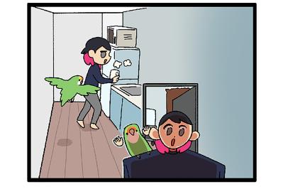 【鳥マンガ＃42】女帝インコが攻略できなかったのは？／インコのせいで自宅の壁が殺風景な理由