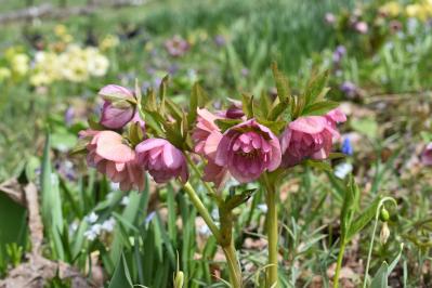 連休後も狙い目！花旅のプロがすすめる【ガーデン2選】「ここにしかないオンリーワンの庭」とは？（サムネイル画像5）