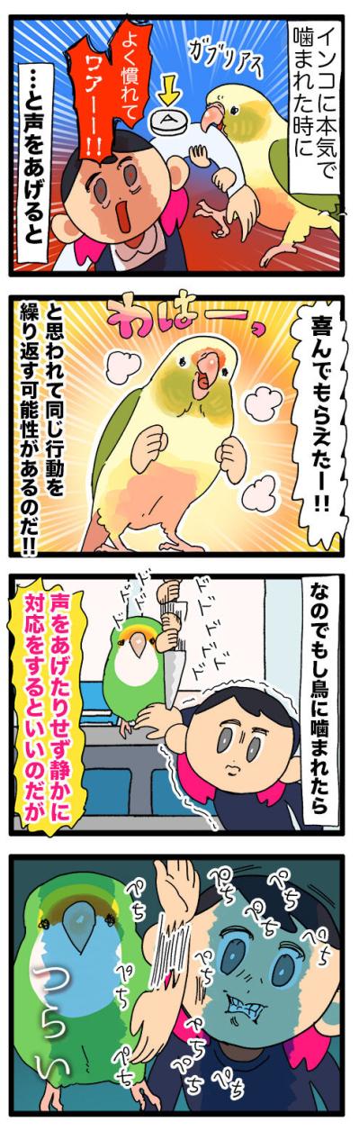【鳥マンガ＃45】心を鬼に…インコの噛み癖の直し方／女帝インコは常に戦闘態勢！（サムネイル画像4）