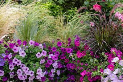 【ガーデニング】リーフプランツ3タイプで庭と寄せ植えをセンスよく！［リーフ9選］（サムネイル画像15）