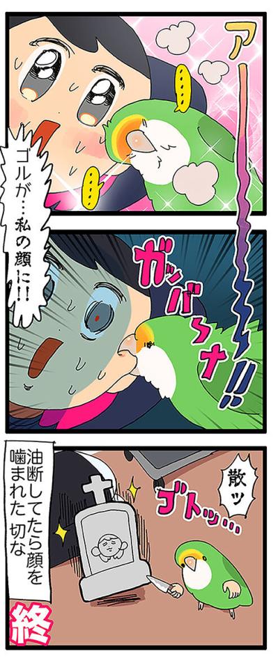 【鳥マンガ＃44】女帝インコに足を向けてはいけない／飼い主キュン死！ゴルちゃんが飼い主に頬寄せてきたら…（サムネイル画像6）