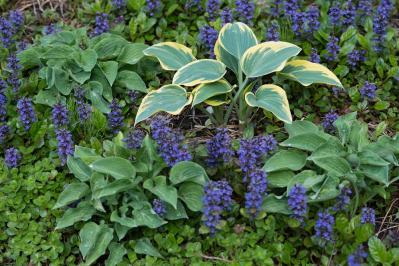 【ガーデニング】リーフプランツ3タイプで庭と寄せ植えをセンスよく！［リーフ9選］（サムネイル画像10）