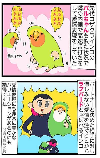 【鳥マンガ＃43】女帝インコの高速舌打ち…その意味は？／一人暮らしあるある？インコのバスタイムを邪魔したもの（サムネイル画像5）