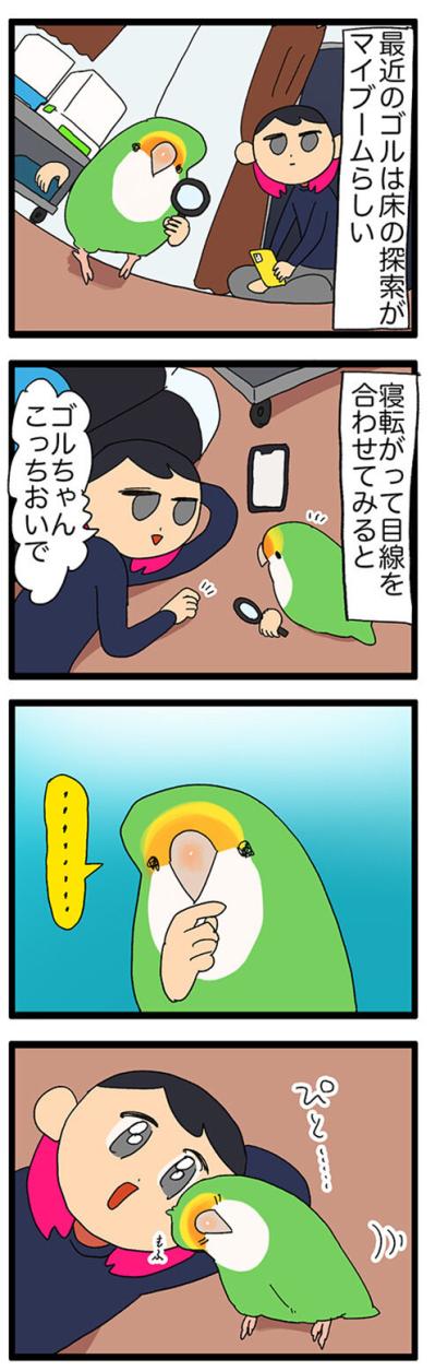 【鳥マンガ＃44】女帝インコに足を向けてはいけない／飼い主キュン死！ゴルちゃんが飼い主に頬寄せてきたら…（サムネイル画像5）