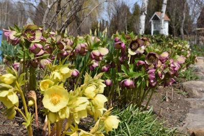 連休後も狙い目！花旅のプロがすすめる【ガーデン2選】「ここにしかないオンリーワンの庭」とは？（サムネイル画像4）