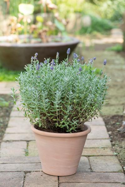 【ガーデニング】はじめてでもできる！鉢で育てるハーブ 単植＆寄せ植え（サムネイル画像2）