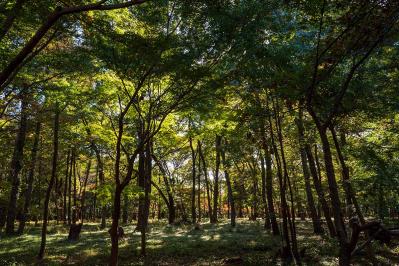 国木田独歩の『武蔵野』あらすじ紹介。誰もが引き込まれてやまない日本の自然と詩情を紡ぐ名作