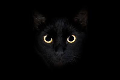 エドガー・アラン・ポーの『黒猫』あらすじ紹介。猫がもたらす人間の愛、そして狂気