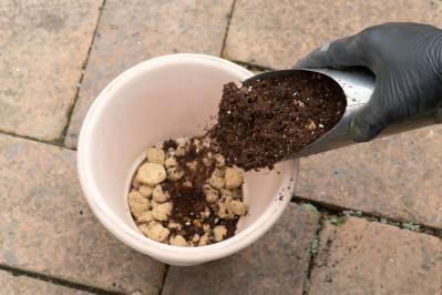 【ガーデニング】はじめてでもできる！鉢で育てるハーブ 単植＆寄せ植え（サムネイル画像4）