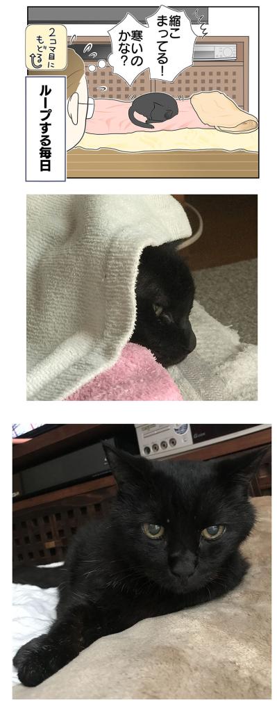 【マンガ・老猫日誌＃28】老猫とのループする日常？ 19歳の元保護猫・桃姐（サムネイル画像4）