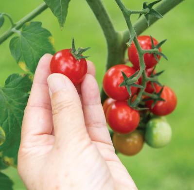 【ガーデニング】春に植えた「コンテナ菜園」の収穫作業をわかりやすく解説！（サムネイル画像7）