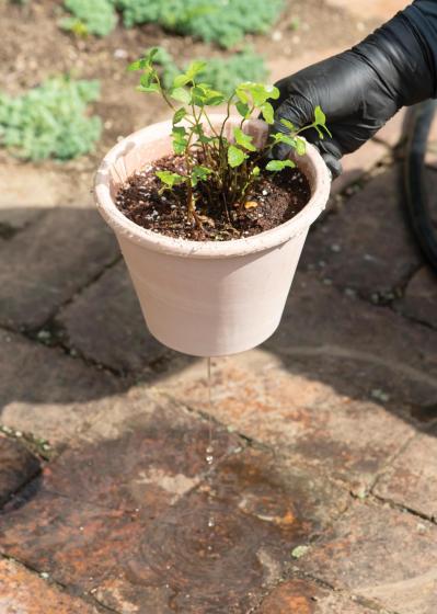 【ガーデニング】1鉢に1株だから気軽に育てられる「ハーブの単植」とは？（サムネイル画像17）