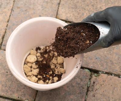 【ガーデニング】1鉢に1株だから気軽に育てられる「ハーブの単植」とは？（サムネイル画像5）