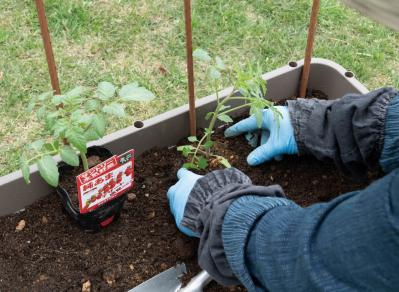 【ガーデニング】庭がなくてもOK！たくさん収穫できる「コンテナ菜園」春〜夏バージョン（サムネイル画像13）