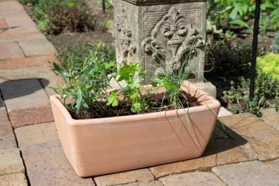 【ガーデニング】はじめてでもできる！鉢で育てるハーブ 単植＆寄せ植え（サムネイル画像19）