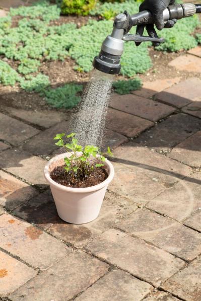 【ガーデニング】はじめてでもできる！鉢で育てるハーブ 単植＆寄せ植え（サムネイル画像9）