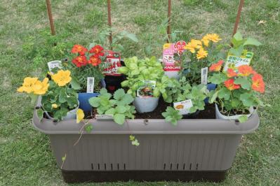 【ガーデニング】庭がなくてもOK！たくさん収穫できる「コンテナ菜園」春〜夏バージョン（サムネイル画像11）