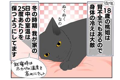 【老猫マンガ】老猫とのループする日常？ 18歳の元保護猫・桃姐［＃28］