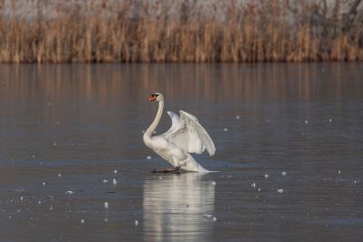 アンデルセンの『醜い家鴨の子』あらすじ紹介。教訓と感動！～生きる喜びと自己肯定感が湧き上がる