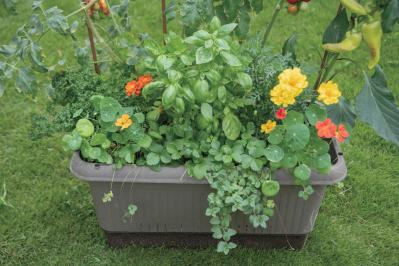 【ガーデニング】庭がなくてもOK！たくさん収穫できる「コンテナ菜園」春〜夏バージョン（サムネイル画像2）
