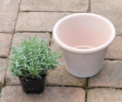 【ガーデニング】1鉢に1株だから気軽に育てられる「ハーブの単植」とは？（サムネイル画像12）