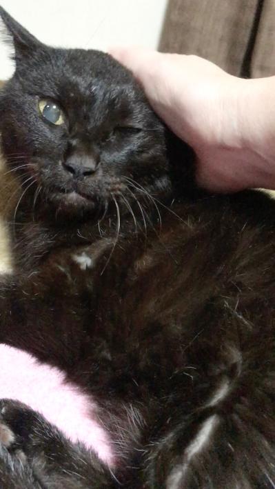 【マンガ・老猫日誌＃27】健康のバロメーターは「ペロペロ」。19歳の元保護猫・桃姐（サムネイル画像5）