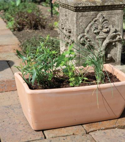 【ガーデニング】1鉢に1株だから気軽に育てられる「ハーブの単植」とは？（サムネイル画像3）