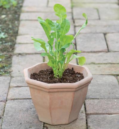 【ガーデニング】1鉢に1株だから気軽に育てられる「ハーブの単植」とは？（サムネイル画像14）