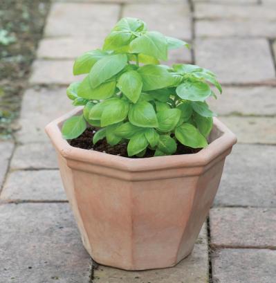 【ガーデニング】1鉢に1株だから気軽に育てられる「ハーブの単植」とは？（サムネイル画像15）